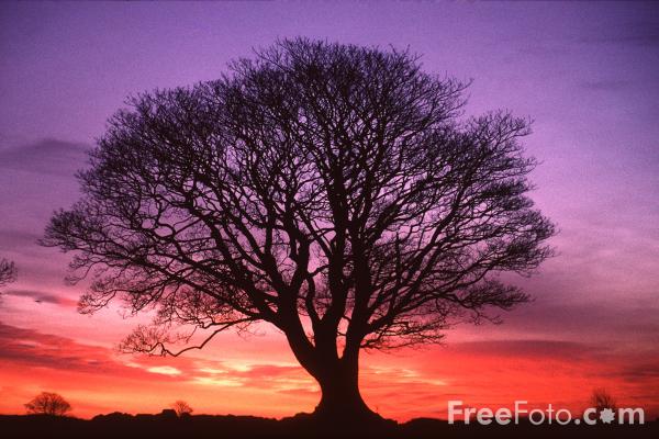 15_19_1---Tree--Sunrise--Northumberland_web