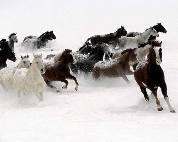 Horses-hd-wallpaper